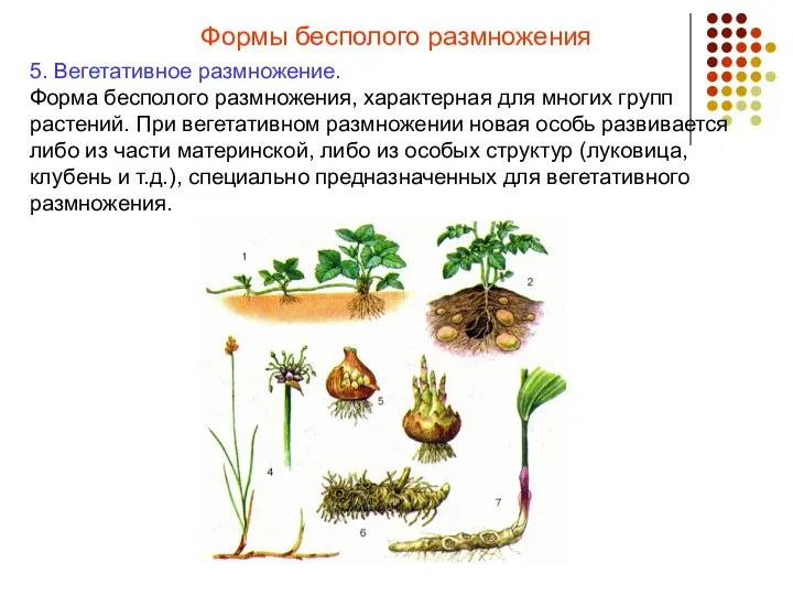 Формы бесполого размножения 5. Вегетативное размножение. Форма бесполого размножения, характерная для