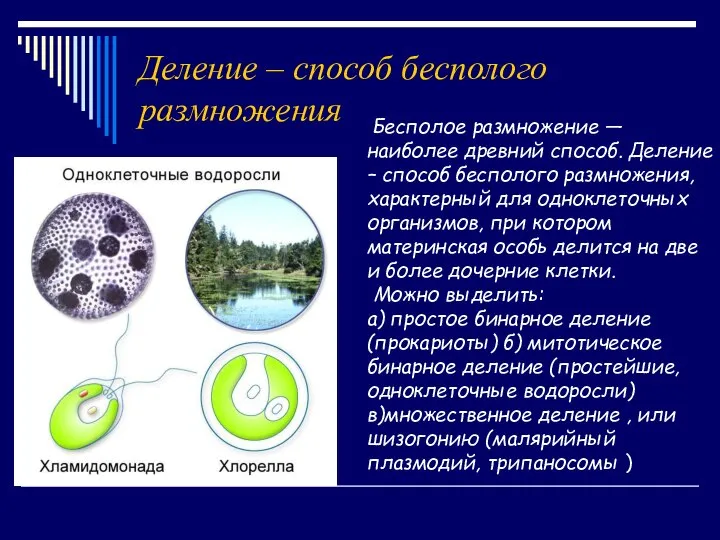 Деление – способ бесполого размножения Бесполое размножение — наиболее древний способ.