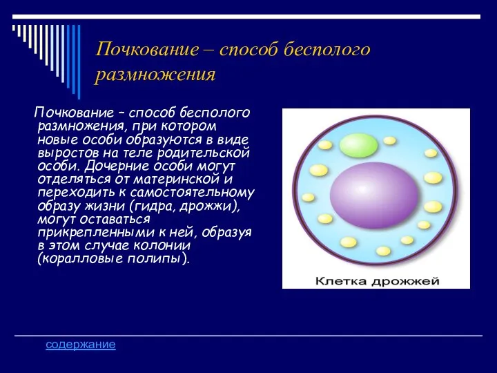 Почкование – способ бесполого размножения Почкование – способ бесполого размножения, при