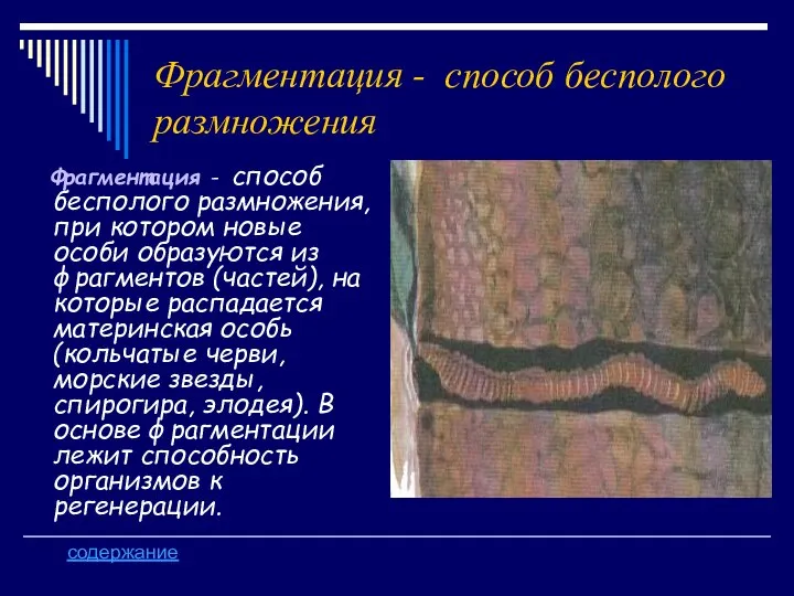 Фрагментация - способ бесполого размножения Фрагментация - способ бесполого размножения, при