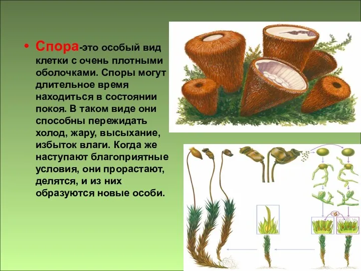 Спора-это особый вид клетки с очень плотными оболочками. Споры могут длительное