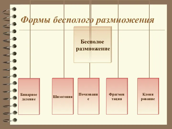 Формы бесполого размножения