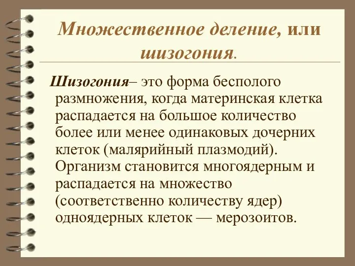 Множественное деление, или шизогония. Шизогония– это форма бесполого размножения, когда материнская