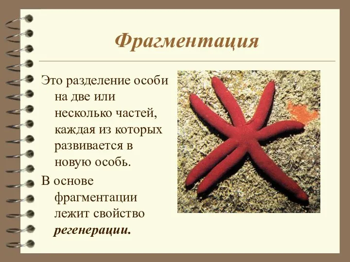 Фрагментация Это разделение особи на две или несколько частей, каждая из