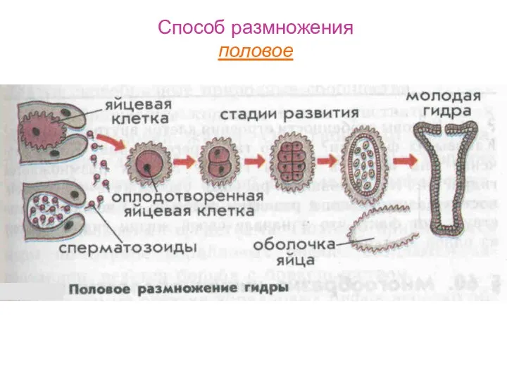 Способ размножения половое