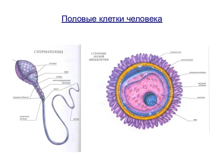 Половые клетки человека