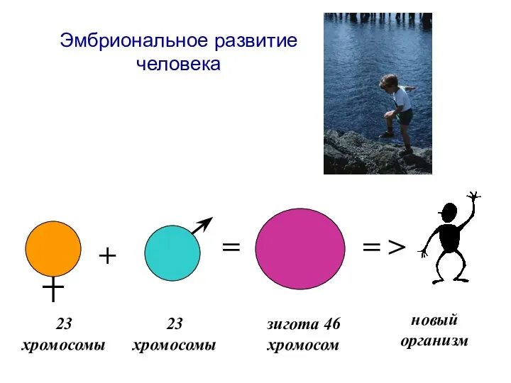 Эмбриональное развитие человека + = = > 23 хромосомы 23 хромосомы зигота 46 хромосом новый организм