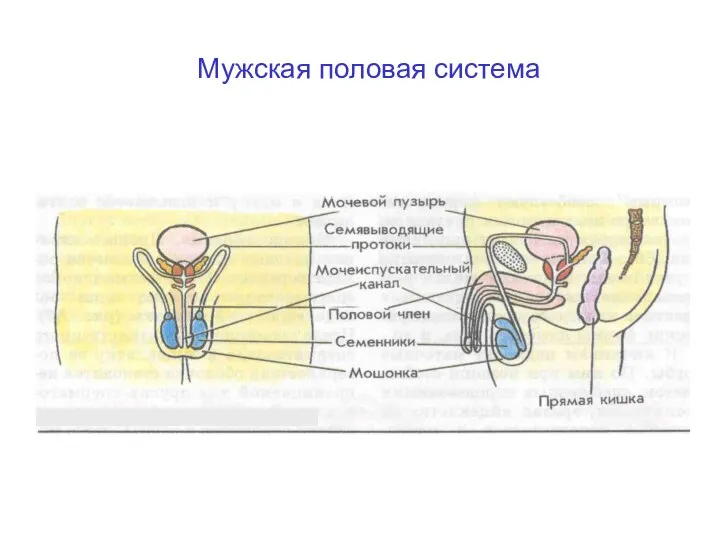 Мужская половая система