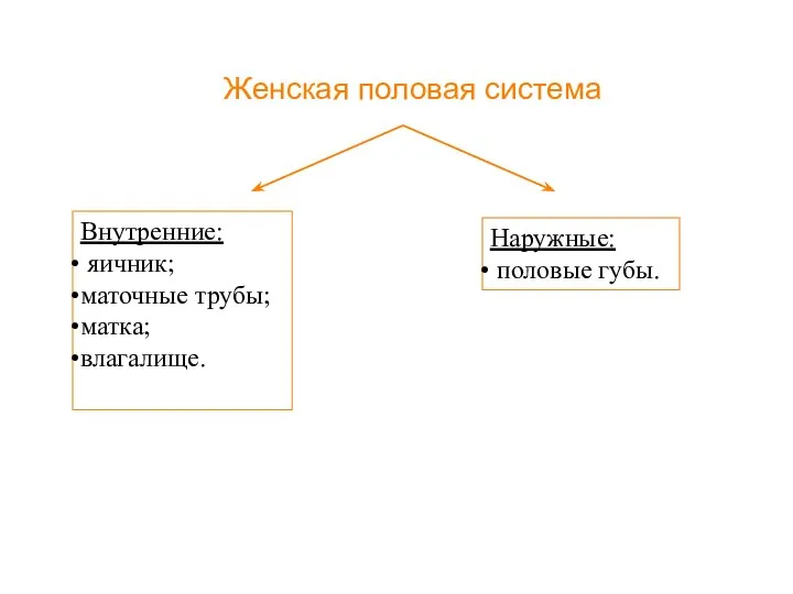 Женская половая система Внутренние: яичник; маточные трубы; матка; влагалище. Наружные: половые губы.