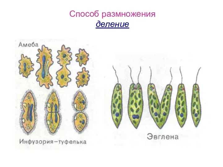 Способ размножения деление