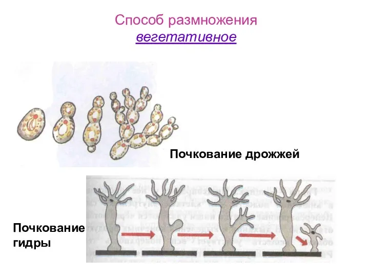 Способ размножения вегетативное Почкование дрожжей Почкование гидры