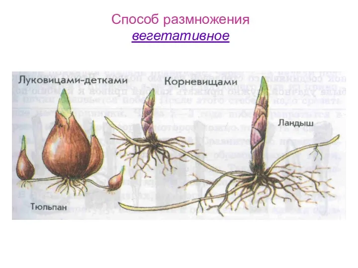 Способ размножения вегетативное