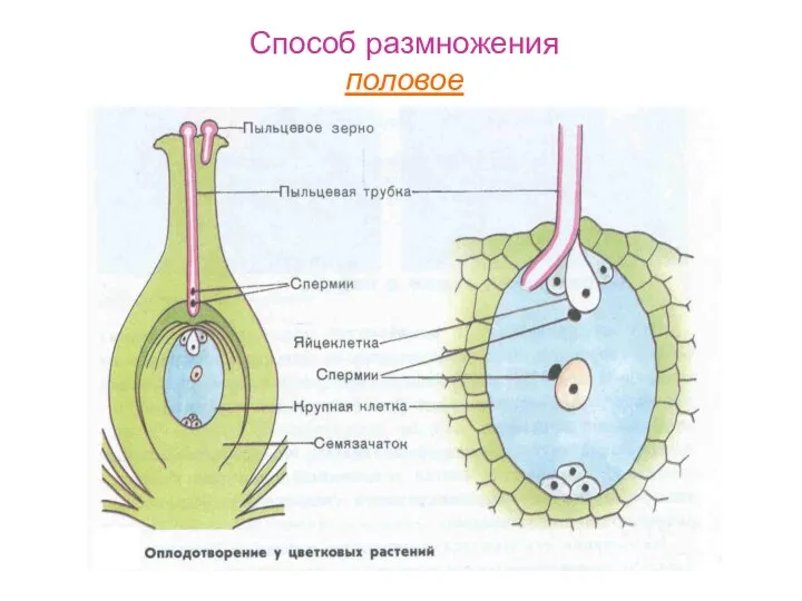 Способ размножения половое