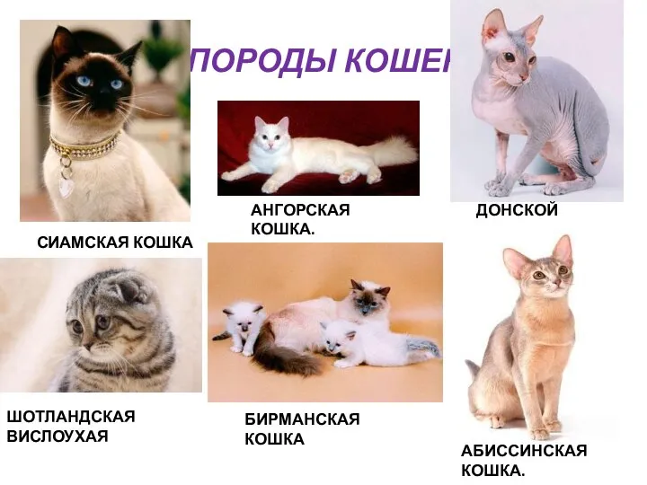 ПОРОДЫ КОШЕК СИАМСКАЯ КОШКА ДОНСКОЙ СФИНКС. АНГОРСКАЯ КОШКА. БИРМАНСКАЯ КОШКА АБИССИНСКАЯ КОШКА. ШОТЛАНДСКАЯ ВИСЛОУХАЯ