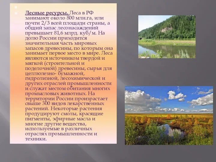 Лесные ресурсы. Леса в РФ занимают около 800 млн.га, или почти