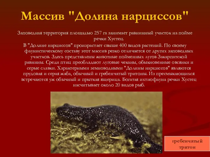 Массив "Долина нарциссов" Заповедная территория площадью 257 га занимает равнинный участок