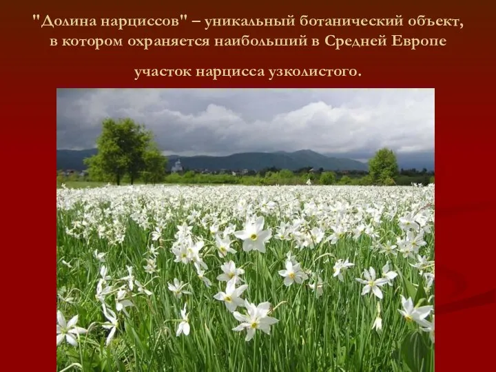 "Долина нарциссов" – уникальный ботанический объект, в котором охраняется наибольший в Средней Европе участок нарцисса узколистого.