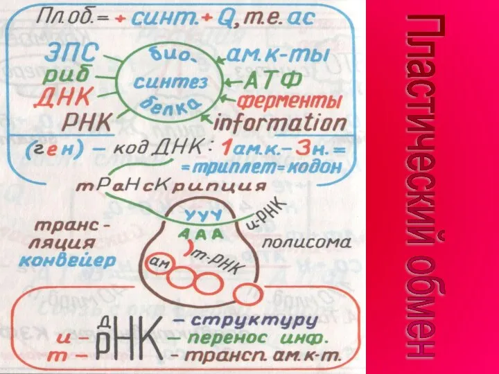 Пластический обмен