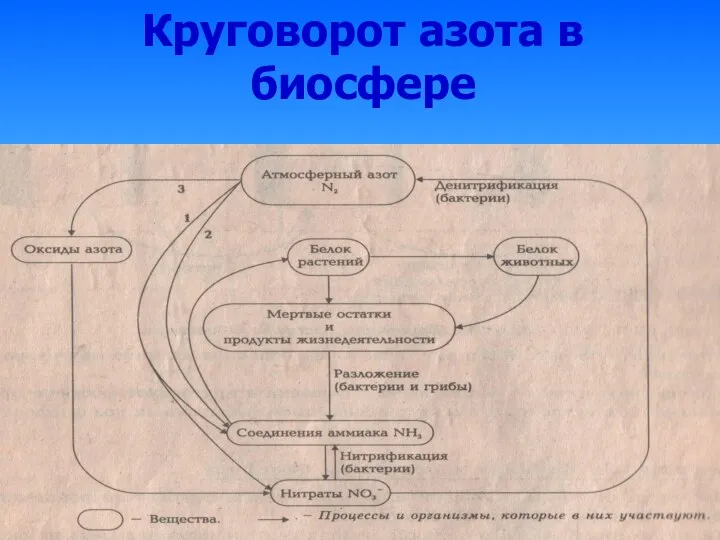 Круговорот азота в биосфере