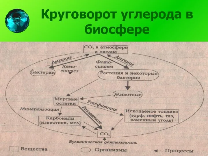 Круговорот углерода в биосфере