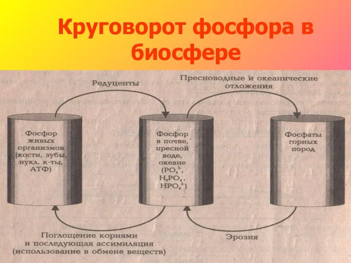 Круговорот фосфора в биосфере