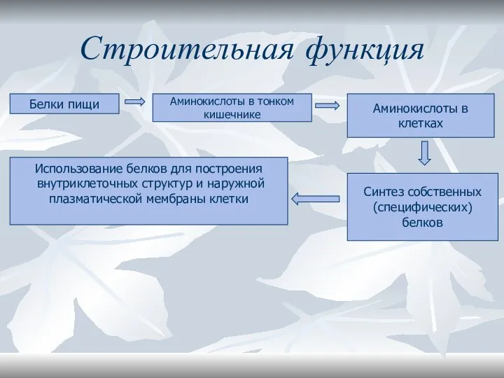 Строительная функция Белки пищи Аминокислоты в тонком кишечнике Аминокислоты в клетках