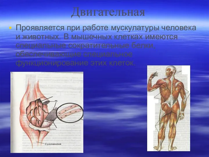 Двигательная Проявляется при работе мускулатуры человека и животных. В мышечных клетках