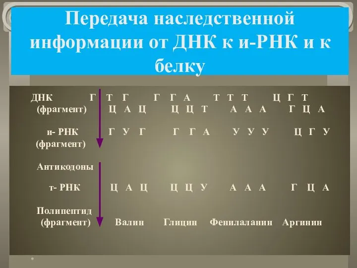 Передача наследственной информации от ДНК к и-РНК и к белку ДНК