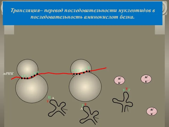 Трансляция– перевод последовательности нуклеотидов в последовательность аминокислот белка. мРНК А Г