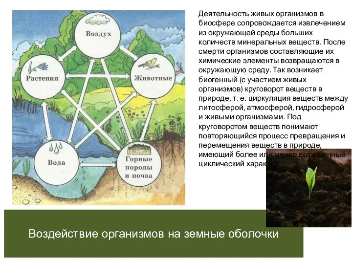 Воздействие организмов на земные оболочки Деятельность живых организмов в биосфере сопровождается