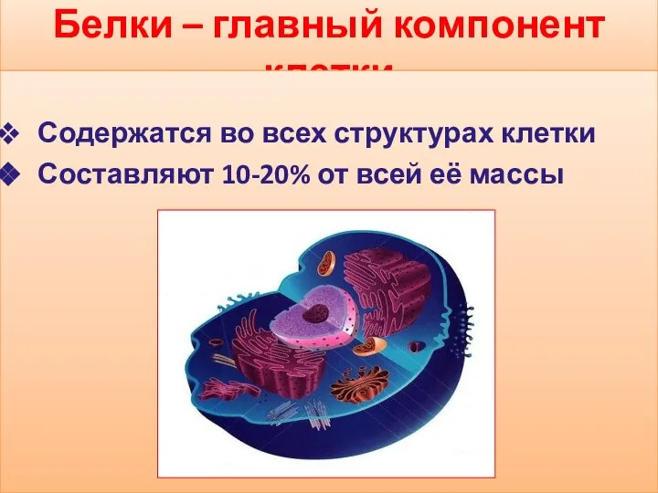 Белки – главный компонент клетки Содержатся во всех структурах клетки Составляют 10-20% от всей её массы