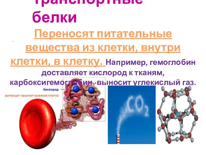 Транспортные белки . Переносят питательные вещества из клетки, внутри клетки, в