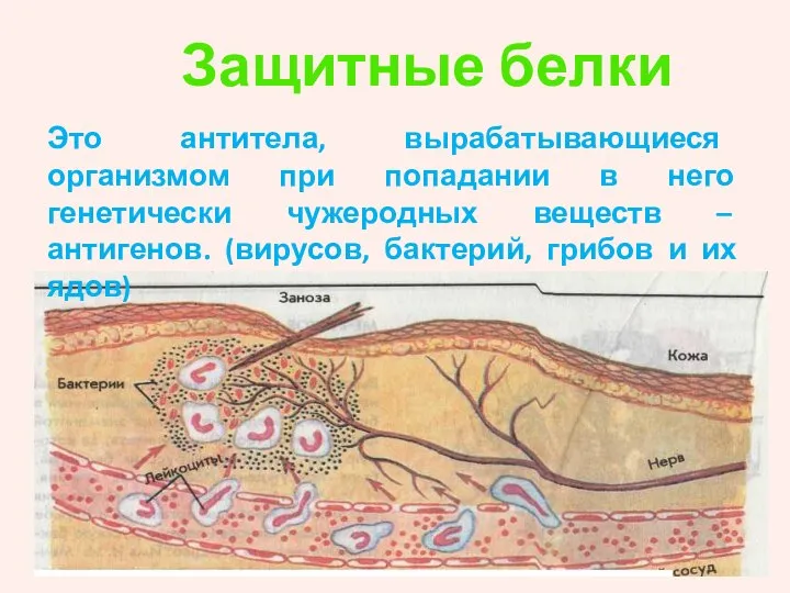 Защитные белки Это антитела, вырабатывающиеся организмом при попадании в него генетически