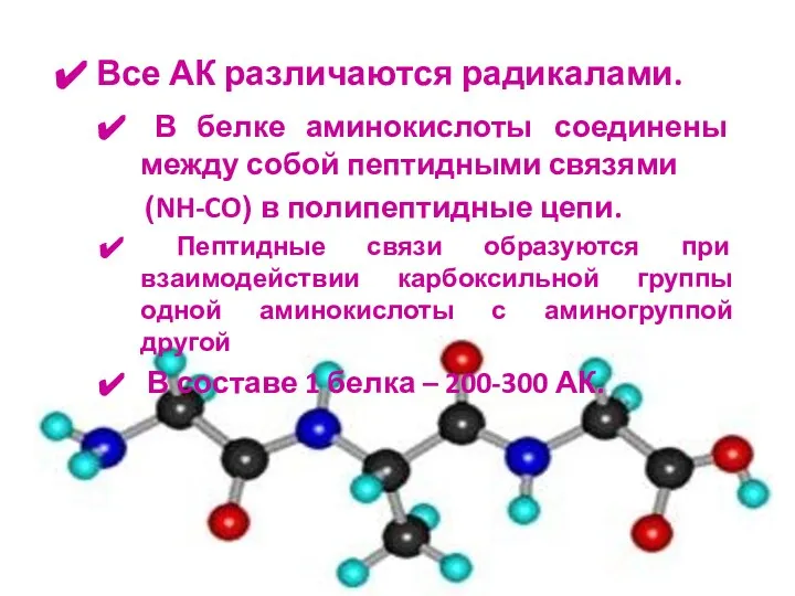 Все АК различаются радикалами. В белке аминокислоты соединены между собой пептидными