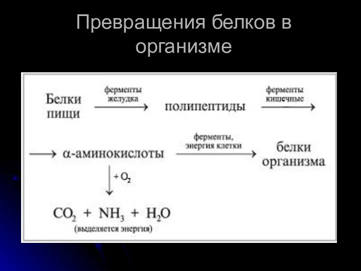 Превращения белков в организме