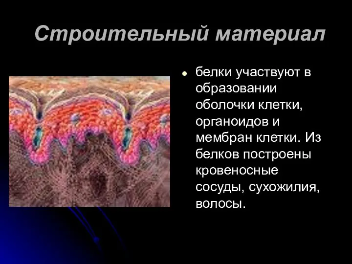 Строительный материал белки участвуют в образовании оболочки клетки, органоидов и мембран