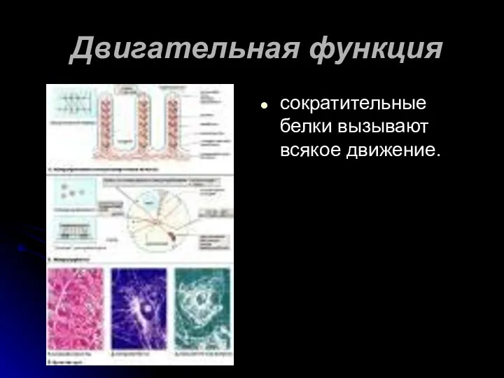 Двигательная функция сократительные белки вызывают всякое движение.