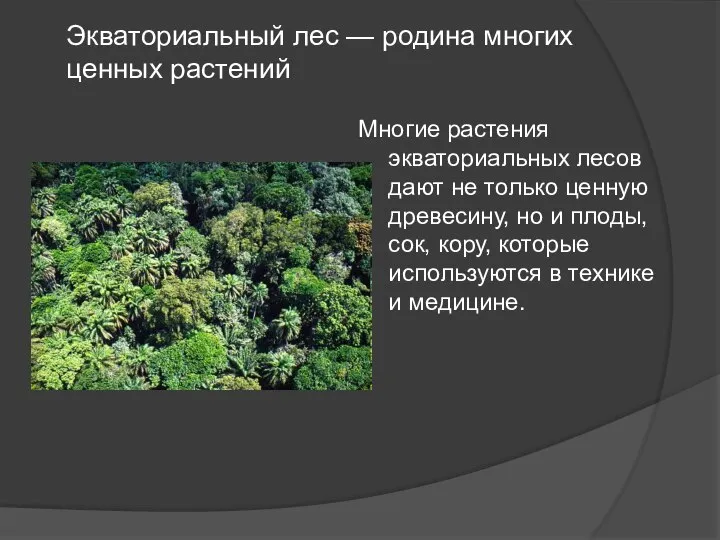 Многие растения экваториальных лесов дают не только ценную древесину, но и