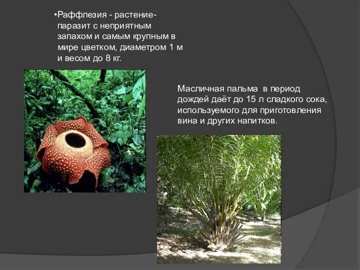 Раффлезия - растение-паразит с неприятным запахом и самым крупным в мире