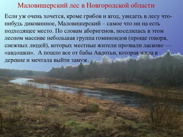 Маловишерский лес в Новгородской области Если уж очень хочется, кроме грибов