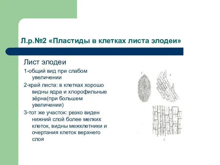 Л.р.№2 «Пластиды в клетках листа элодеи» Лист элодеи 1-общий вид при