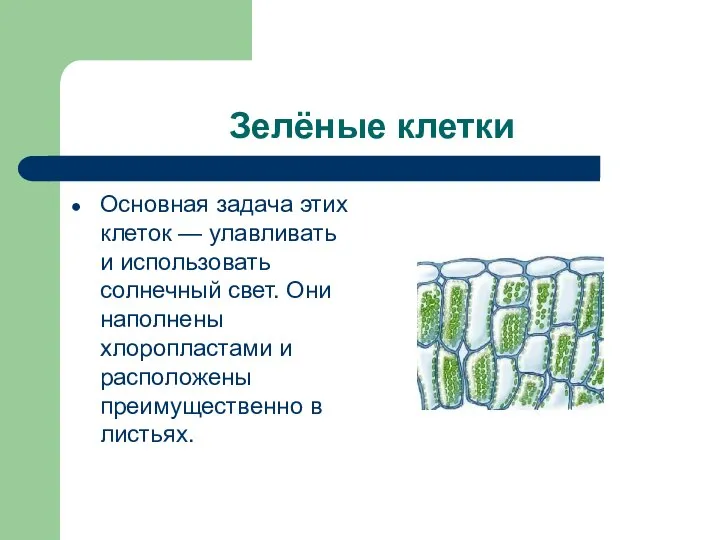 Зелёные клетки Основная задача этих клеток — улавливать и использовать солнечный