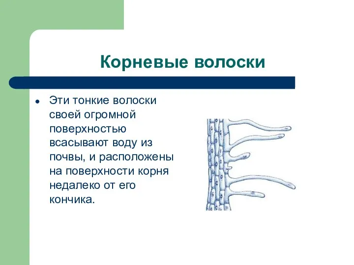 Корневые волоски Эти тонкие волоски своей огромной поверхностью всасывают воду из