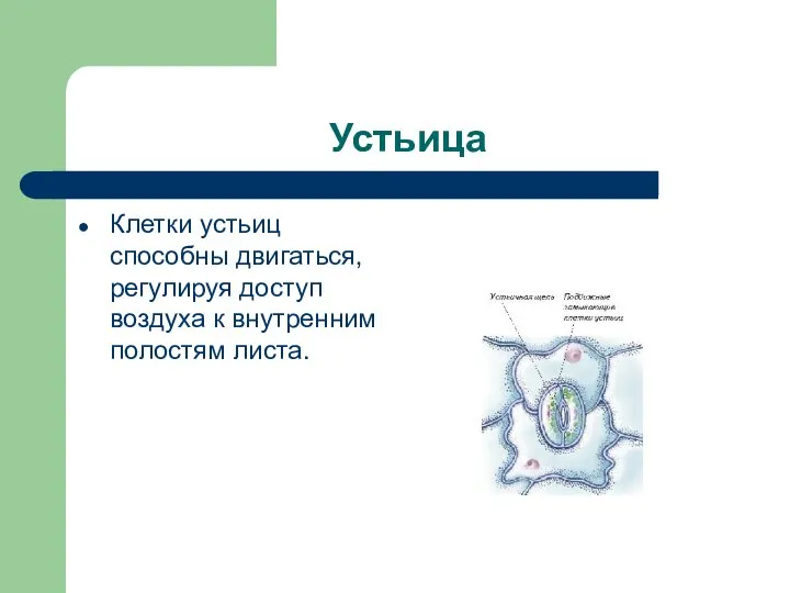 Устьица Клетки устьиц способны двигаться, регулируя доступ воздуха к внутренним полостям листа.