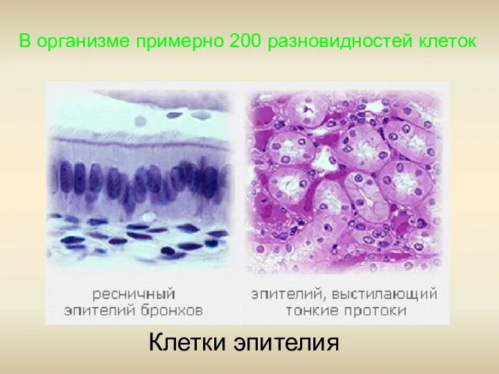 В организме примерно 200 разновидностей клеток Клетки эпителия