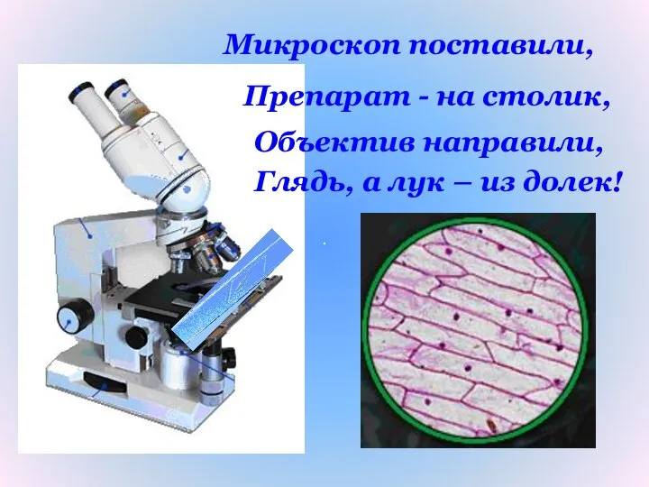 Микроскоп поставили, Препарат - на столик, Объектив направили, Глядь, а лук – из долек!