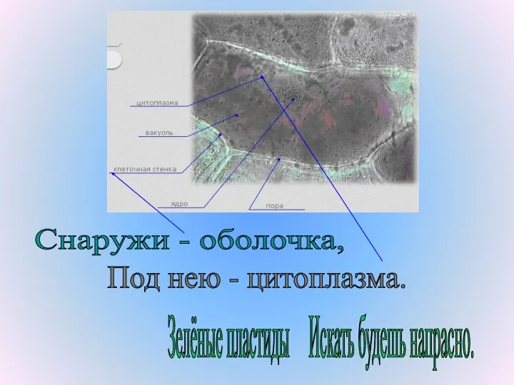 Снаружи - оболочка, Под нею - цитоплазма. Зелёные пластиды Искать будешь напрасно.