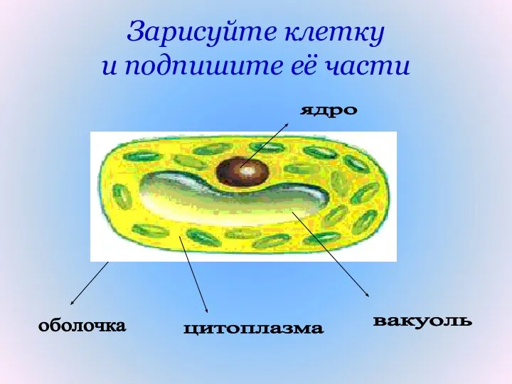 Зарисуйте клетку и подпишите её части оболочка цитоплазма ядро вакуоль