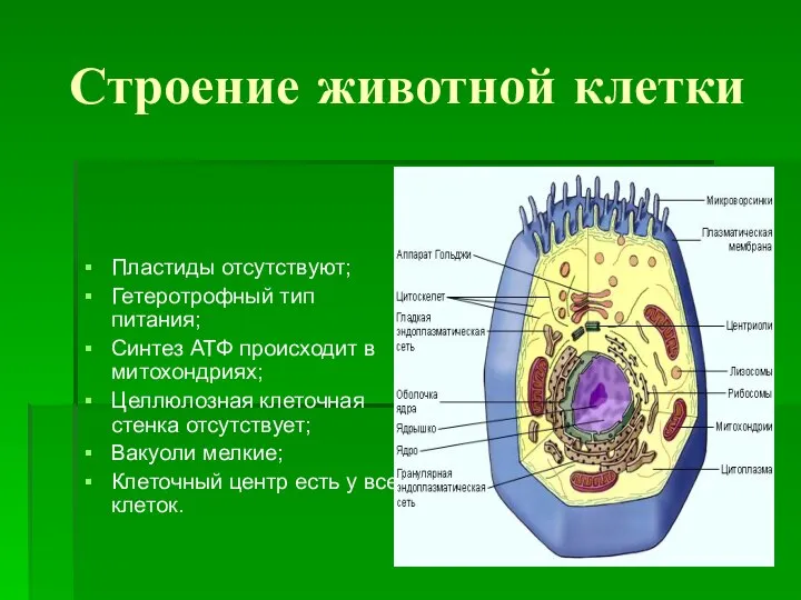 Строение животной клетки Пластиды отсутствуют; Гетеротрофный тип питания; Синтез АТФ происходит