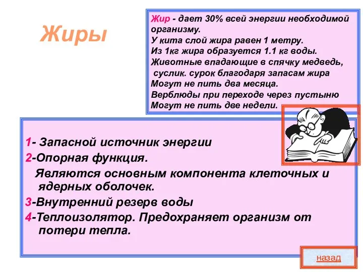 Жир - дает 30% всей энергии необходимой организму. У кита слой